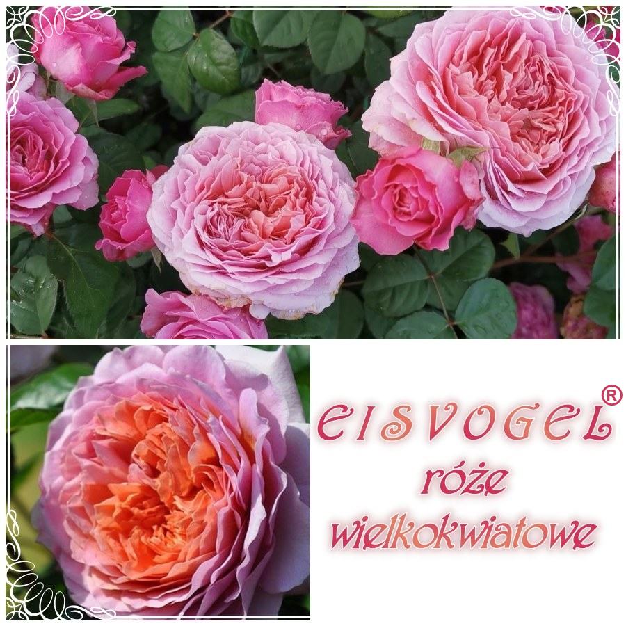 Eisvogel róże wielkokwiatowe kol